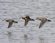 Ruddy Ducks